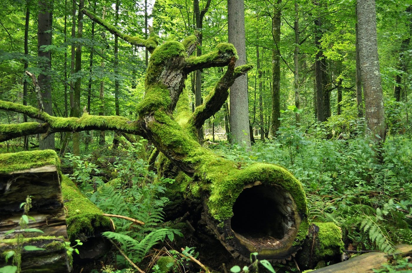 European Interior Mixed Forests (PA12)